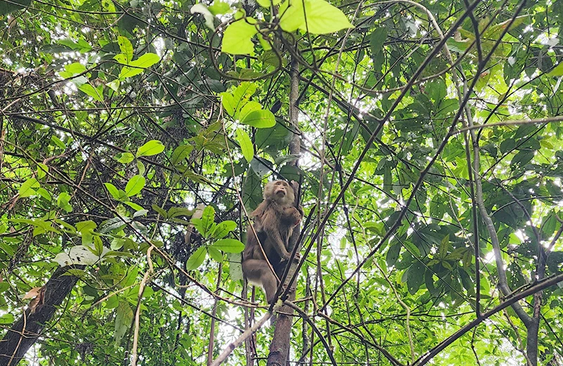 Quảng Bình: Thả 17 cá thể động vật hoang dã quý hiếm về tự nhiên