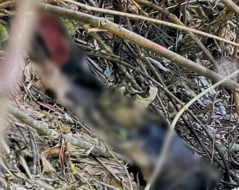 Phát hiện thi thể nghi là kẻ giết hại người tình rồi tự tử trong rừng