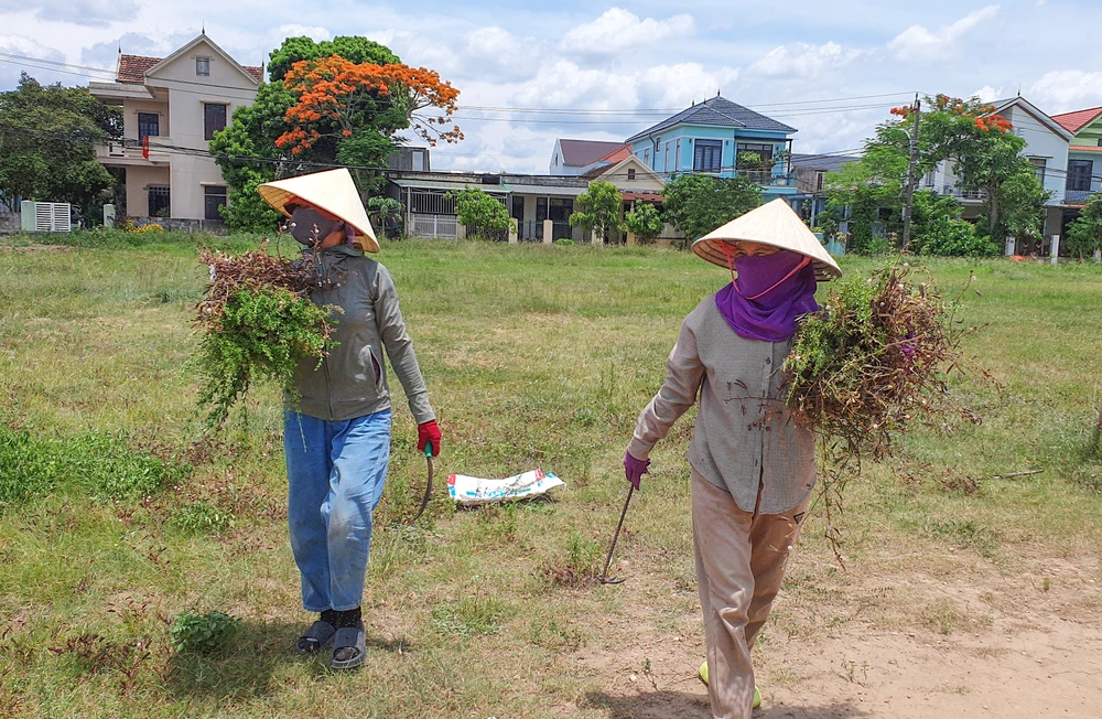 Quảng Bình: Người dân ‘đội nắng’ hái lá mùng 5 dịp Tết Đoan Ngọ