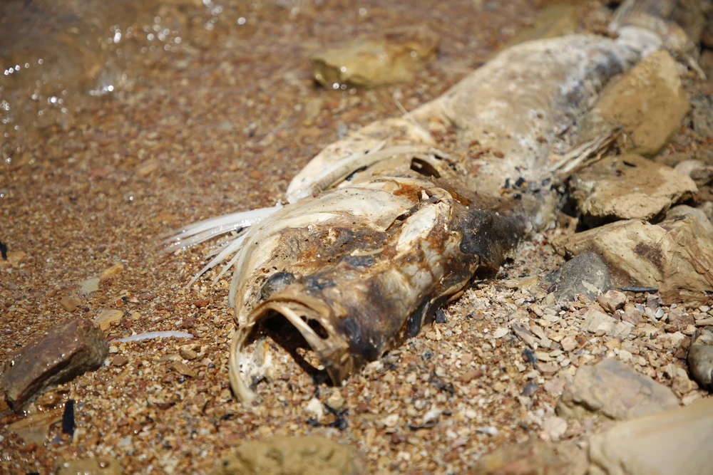 ca-chet-hang-loat-o-ho-chua-nuoc-thuy-loi-lon-nhat-quang-binh (2).JPG