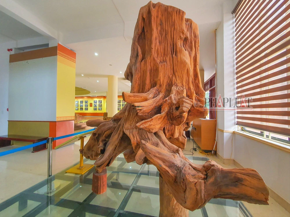 Cận cảnh gốc gỗ sưa trị giá hàng chục tỉ được người dân phát hiện khi đi đánh cá