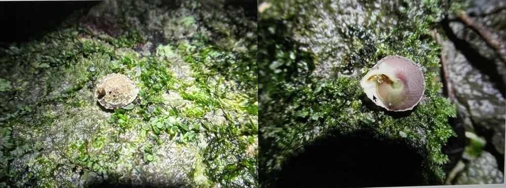 phat-hien-mot-loai-oc-moi (2).jpg