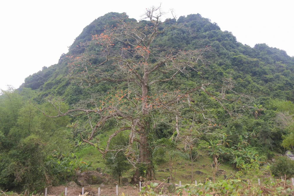 Cay-di-san-Viet-Nam (2).jpg