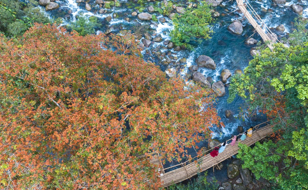 hoa-vang-anh (2).jpg