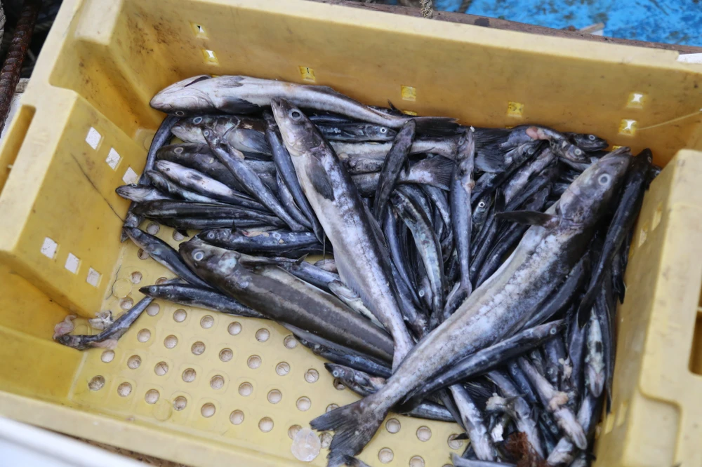 ca-nuoi-long-tren-bien-chet-bat-thuong (3).JPG