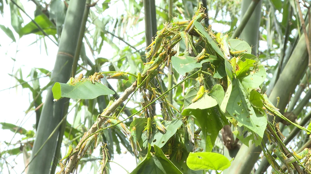 Châu chấu phá hoại hơn 7 héc-ta cây luồng lấy măng của người dân Quảng Bình