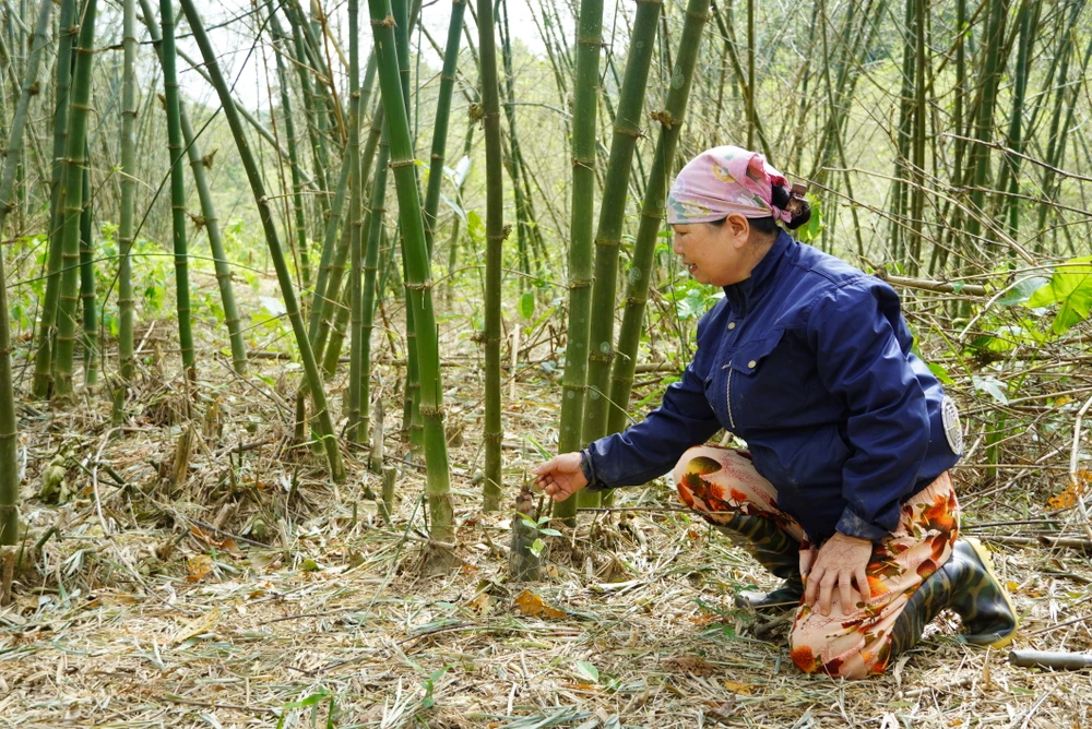 chau-chau-pha-hoai-cay-luong-lay-mang-o-quang-binh (4).JPG