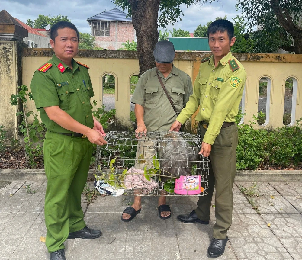 Khỉ mặt đỏ đột nhập phá phách bị chủ nhà bắt giao cho kiểm lâm