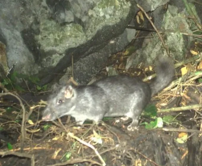 Loài chuột đá tưởng tuyệt chủng 11 triệu năm trước được phát hiện ở Quảng Trị