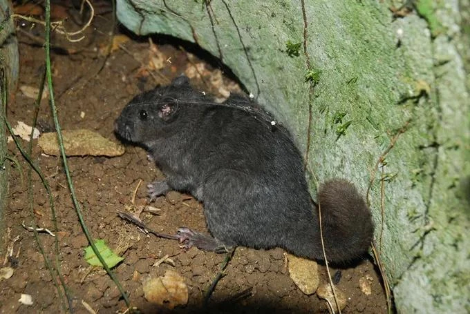 loai-chuot-da-truong-son (2).jpg