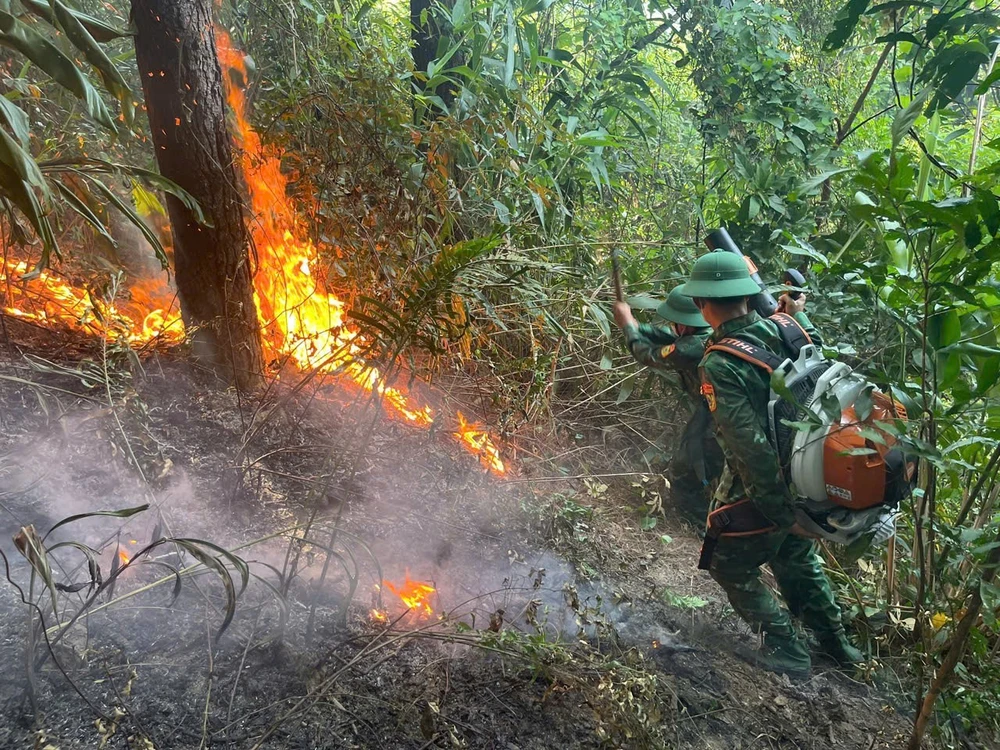 Cháy rừng phòng hộ ở Quảng Trị, nghi do người dân đốt ong