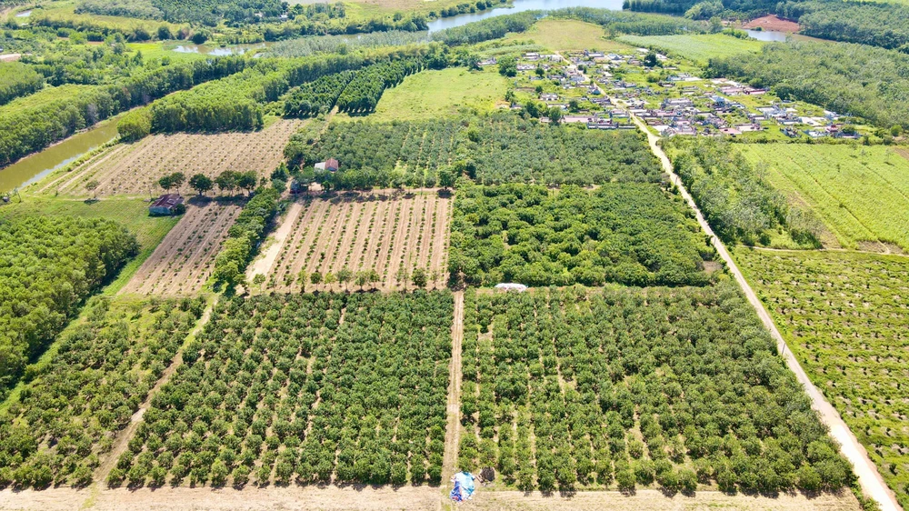 lao-nong-nguoi-nung-2-lan-tro-thanh-ti-phu-o-quang-tri (2).jpg