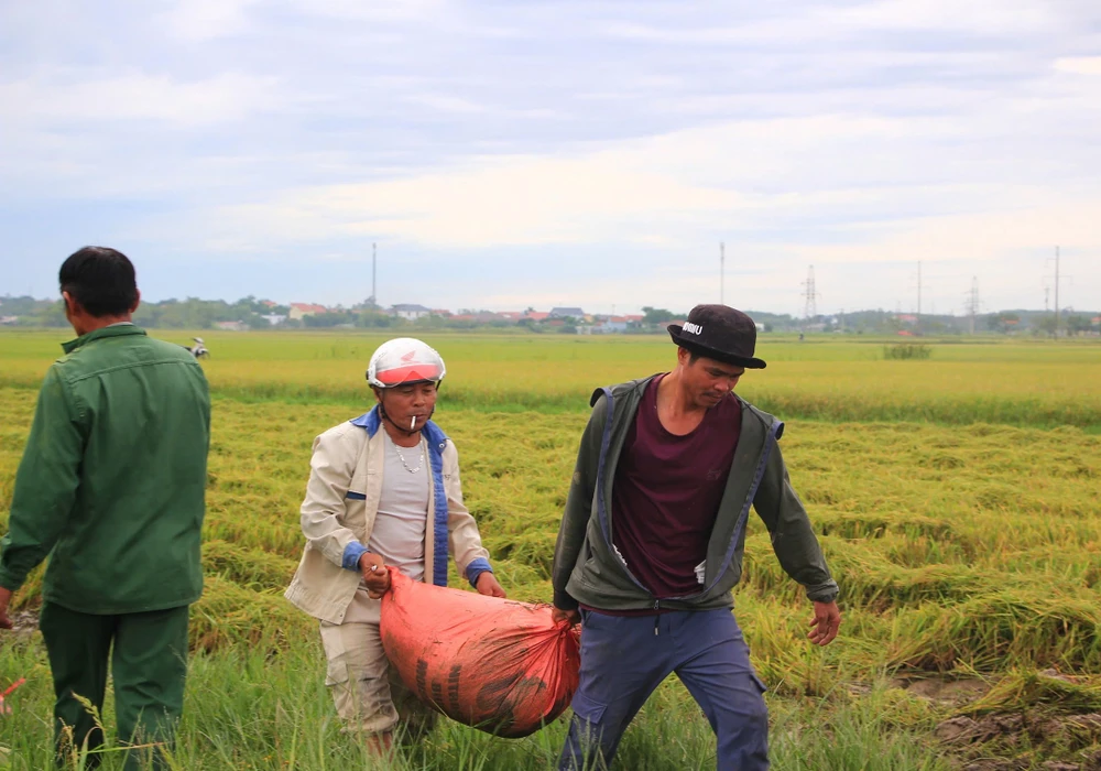 Người dân Quảng Trị hối hả gặt lúa, gia cố nhà cửa chống bão số 5