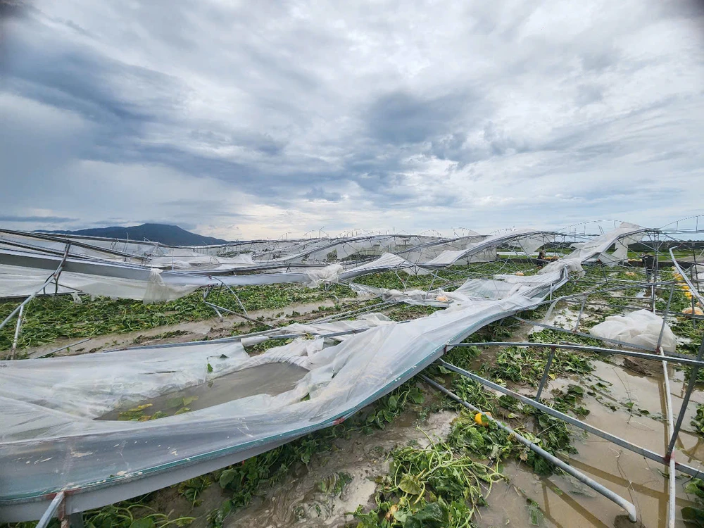 Người đàn ông bất lực nhìn ruộng dưa lưới ‘nát tươm’ sau bão Kajiki