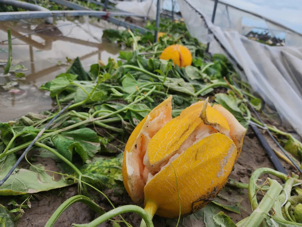 ruong-dua-luoi (11).jpg