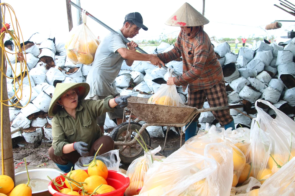 ruong-dua-luoi (13).JPG