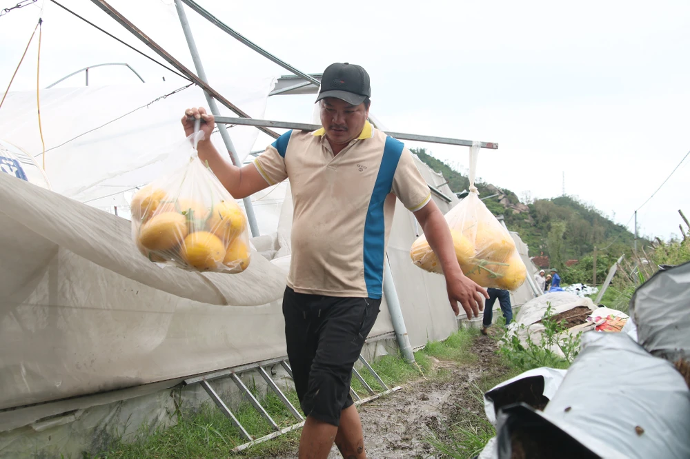 ruong-dua-luoi (15).JPG