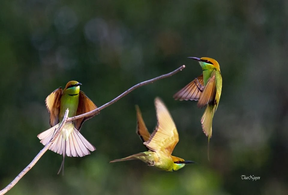 Người cũ giữ trái tim của chồng ảnh 1