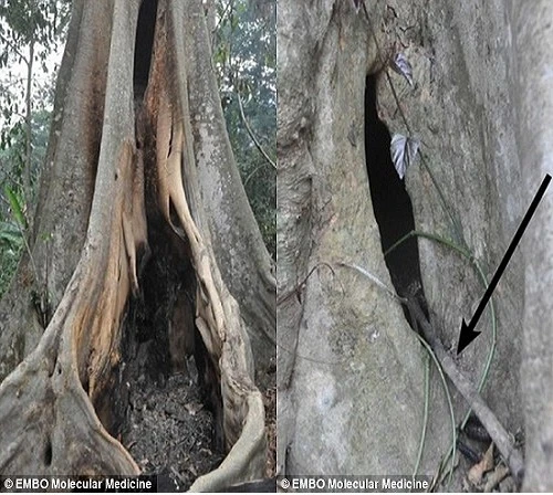 Hốc cây lớn nơi đàn dơi không đuôi sinh sống được cho là nguồn lây lan virus Ebola, gây ra đợt dịch khủng khiếp nhất trong lịch sử. Ảnh: news24.org.uk