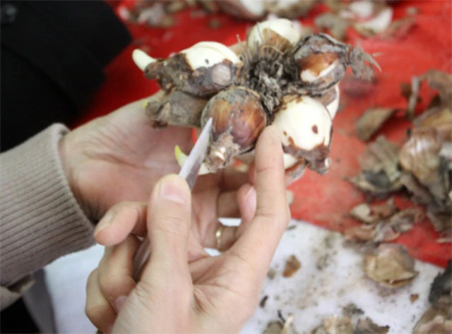 Chơi hoa thủy tiên thu lãi khủng - 3