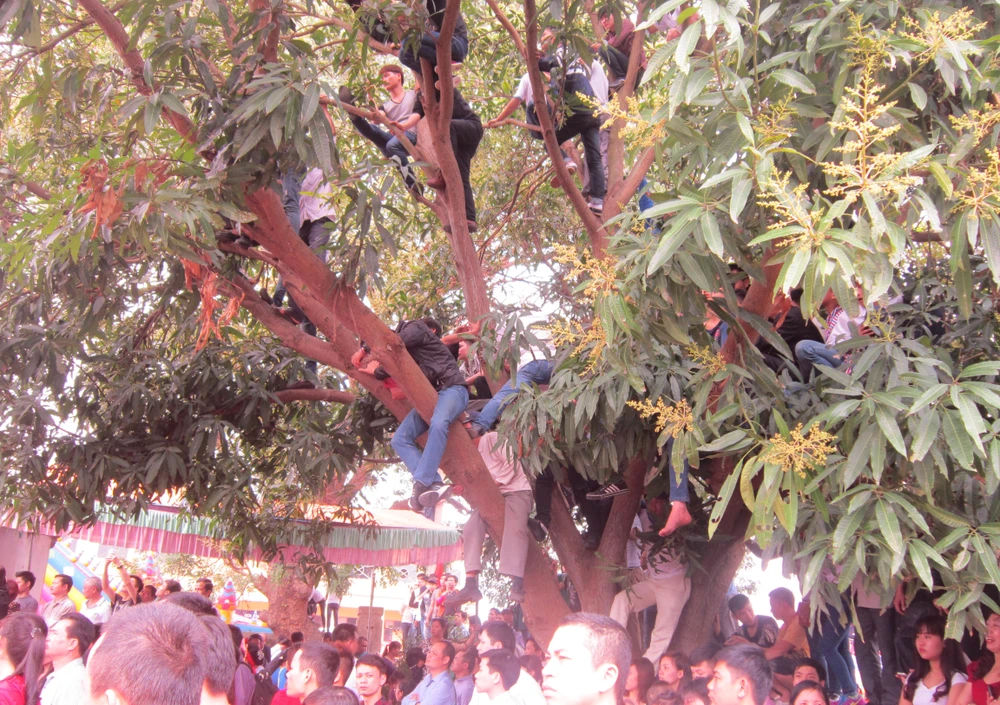 Leo cây xem hội chém lợn ảnh 4