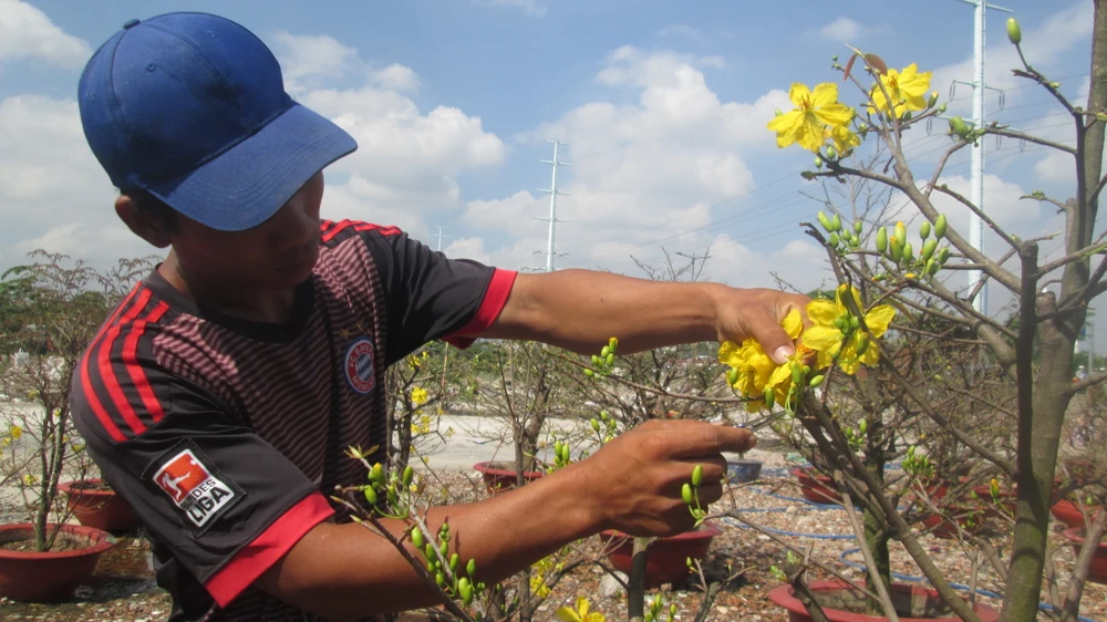 Nhà vườn khóc ròng khi hoa mai đua nhau nở sớm ảnh 3