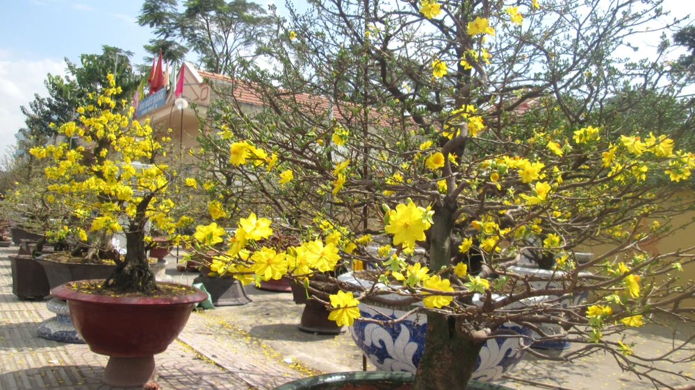 Nhà vườn khóc ròng khi hoa mai đua nhau nở sớm ảnh 4
