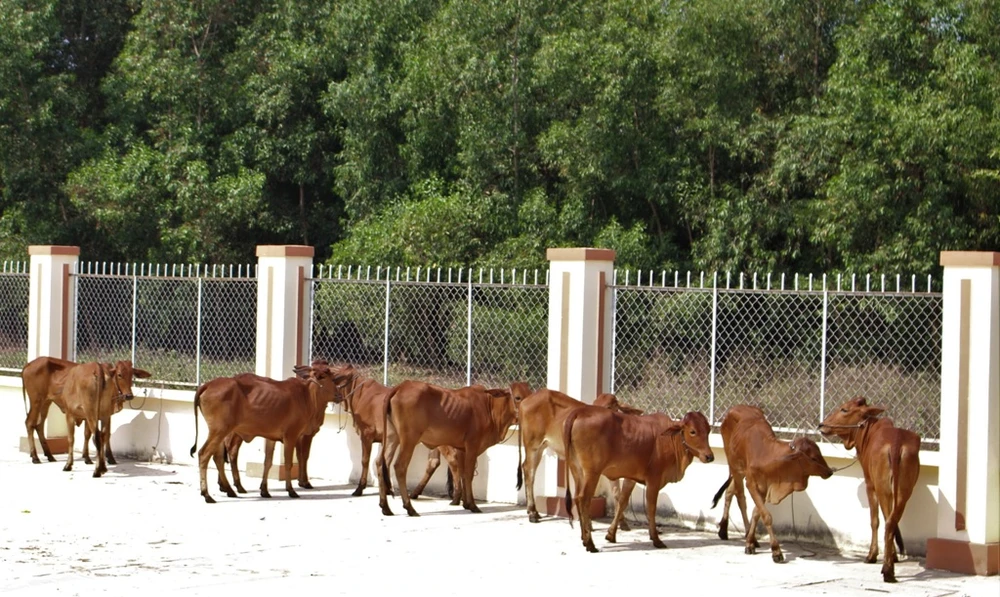 Trao tặng bò giống cho người dân Long An ảnh 2