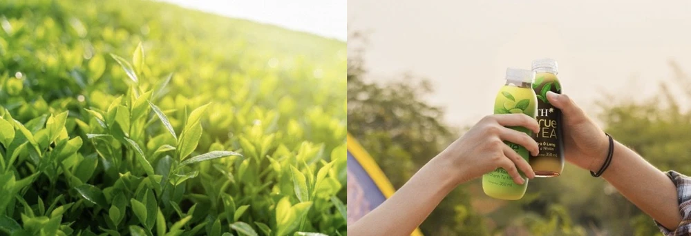 TH true TEA là sản phẩm được chiết xuất từ những đọt trà tự nhiên.