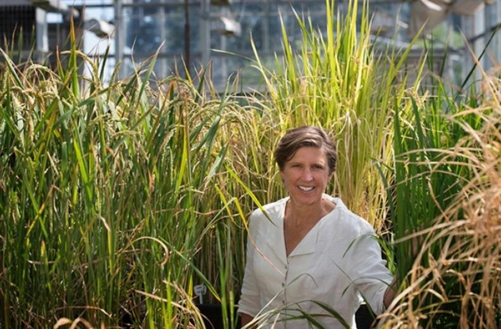 Giáo sư Pamela C. Ronald - Khoa Bệnh học Thực vật và Trung tâm Bộ Gen tại Đại học California, Davis (ảnh Colarado.edu). Giáo sư Pamela C. Ronald - Khoa Bệnh học Thực vật và Trung tâm Bộ Gen tại Đại học California, Davis (ảnh Colarado.edu).