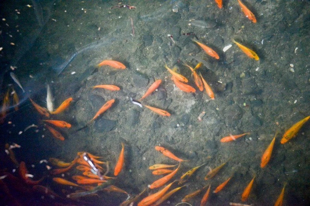 Đàn cá bơi lội tung tăng sau khi được thả xuống lòng hồ Thủy điện Đồng Nai 3