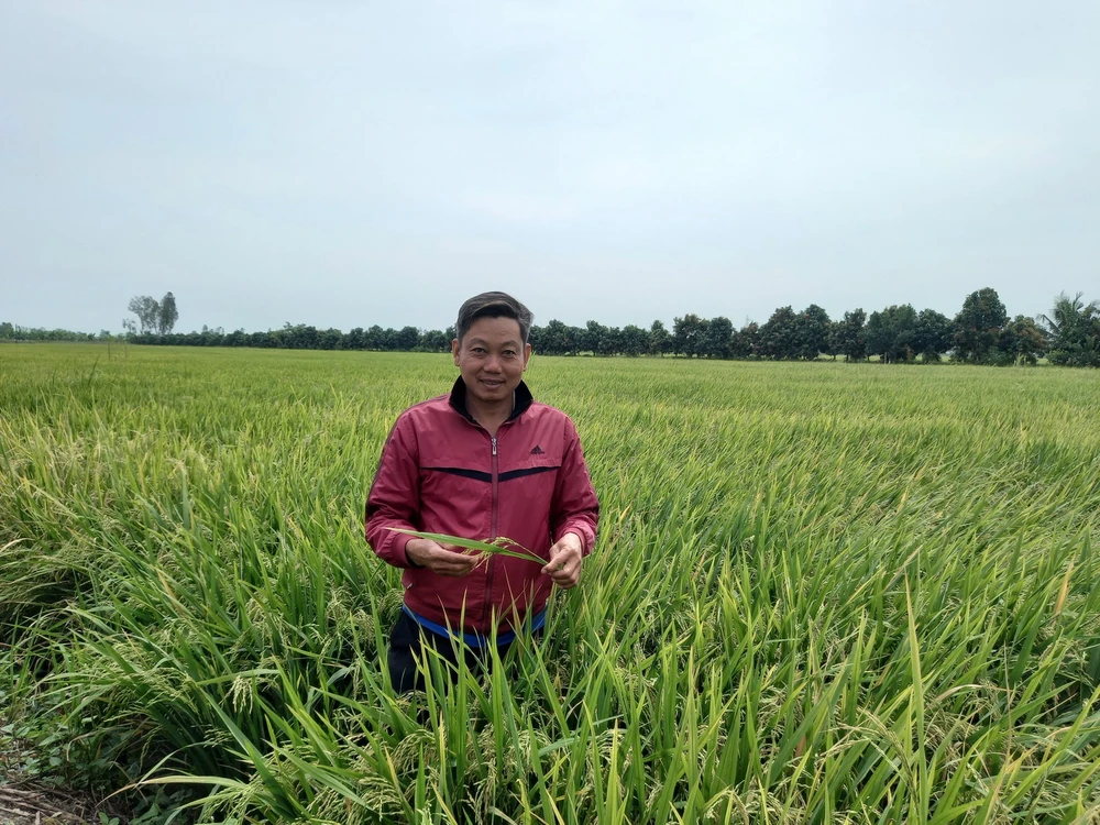 Người dân trồng lúa được mùa, được giá.