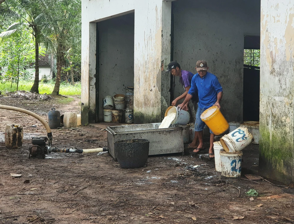 Người dân thu hoạch mủ trong vườn cao su 50 mẫu của bà Huỳnh Thị Lan Phương. Ảnh. KIÊN CƯỜNG