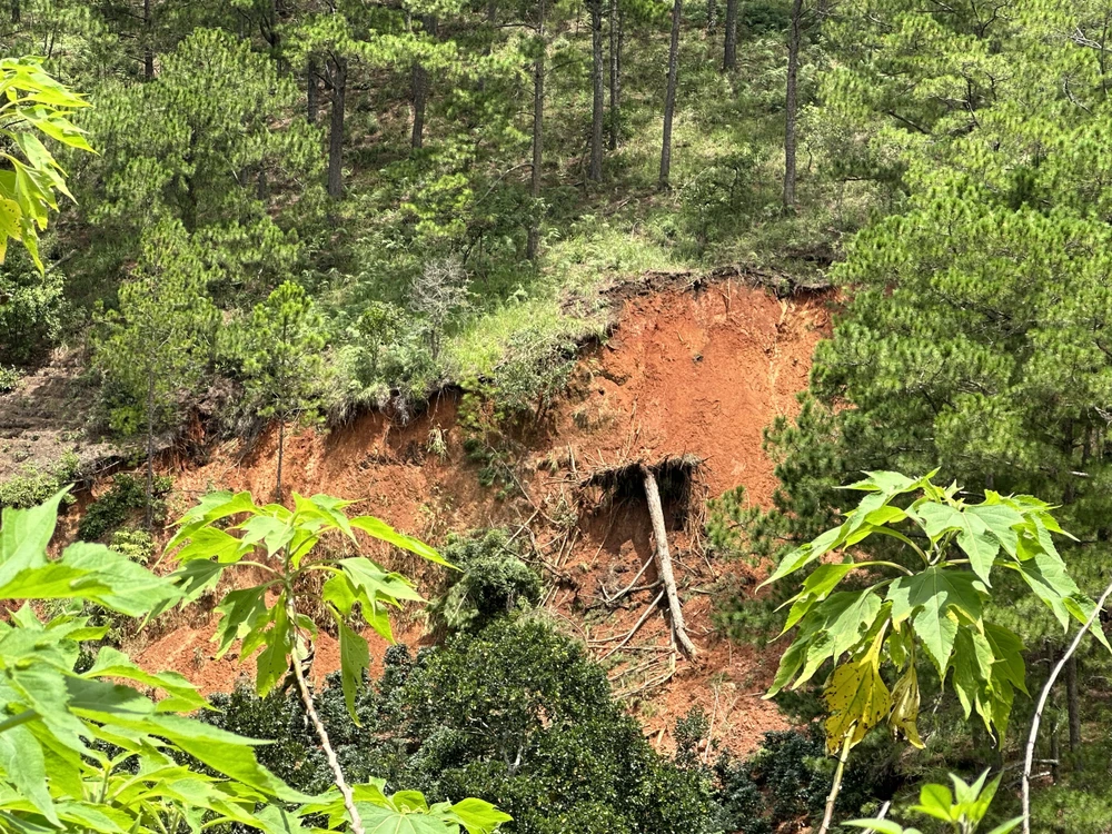 Phía đối diện là cảnh sạt lở đất bung cả gốc cây.