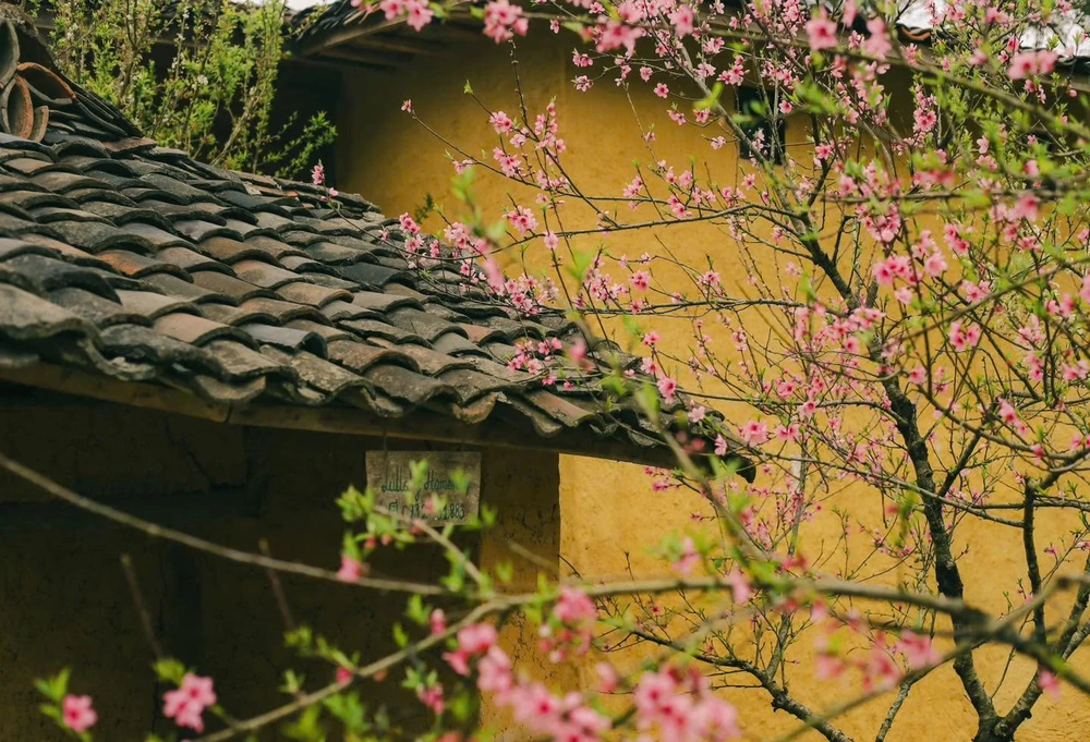 hoa đào ở lô lô chải hà giang.jpg