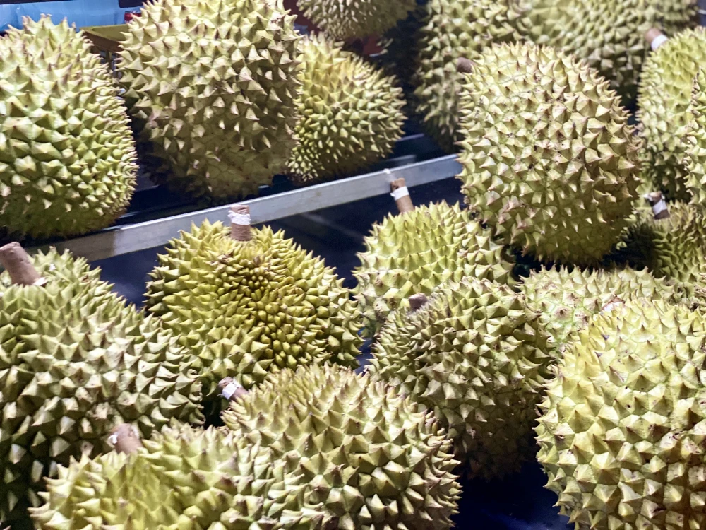 Thời gian vừa qua việc xuất khẩu sầu riêng của Việt Nam ở một số thời điểm gặp nhiều khó khăn. Ảnh: MINH TRÚC