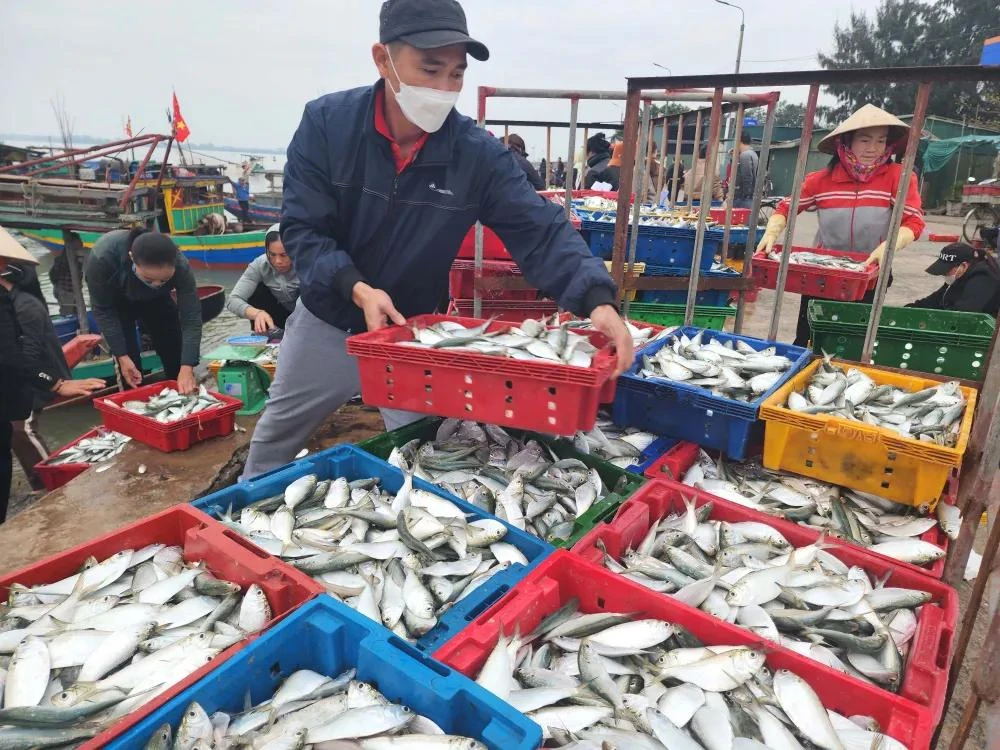 Một hộ kinh doanh bán lẻ thủy sản tươi sống tại địa bàn Chi cục Thuế khu vực XI (Hà Tĩnh, Quảng Bình, Quảng Trị) đạt doanh thu năm 2024 gần 560 tỉ đồng. Ảnh: X.Đ