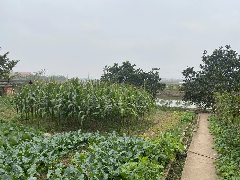 Đề xuất giảm sâu tiền sử dụng đất khi chuyển mục đích sử dụng đất vườn sang đất ở của Bộ Tài chính nhận được nhiều ý kiến ủng hộ