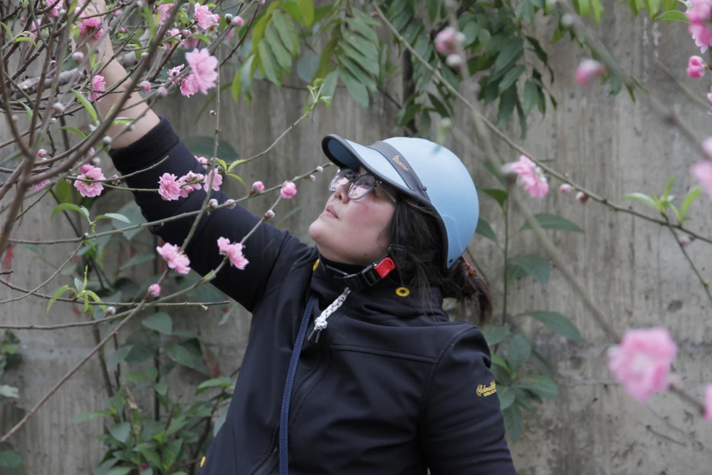 Còn chị Kim Oanh cho biết giờ đây có rất nhiều mặt hàng hoa, cây cảnh Tết để người dân chọn lựa nhưng với Tết cổ truyền, cành đào, cây quất vẫn những thứ không thể thiếu trong mỗi gia đình. Vì thế, dù nghề trồng đào vất vả nhưng gia đình chị vẫn duy trì 3 đời nay với hy vọng giữ nghề và mang hồn cốt ngày Tết đến với mỗi gia đình. Ảnh: MINH TRÚC