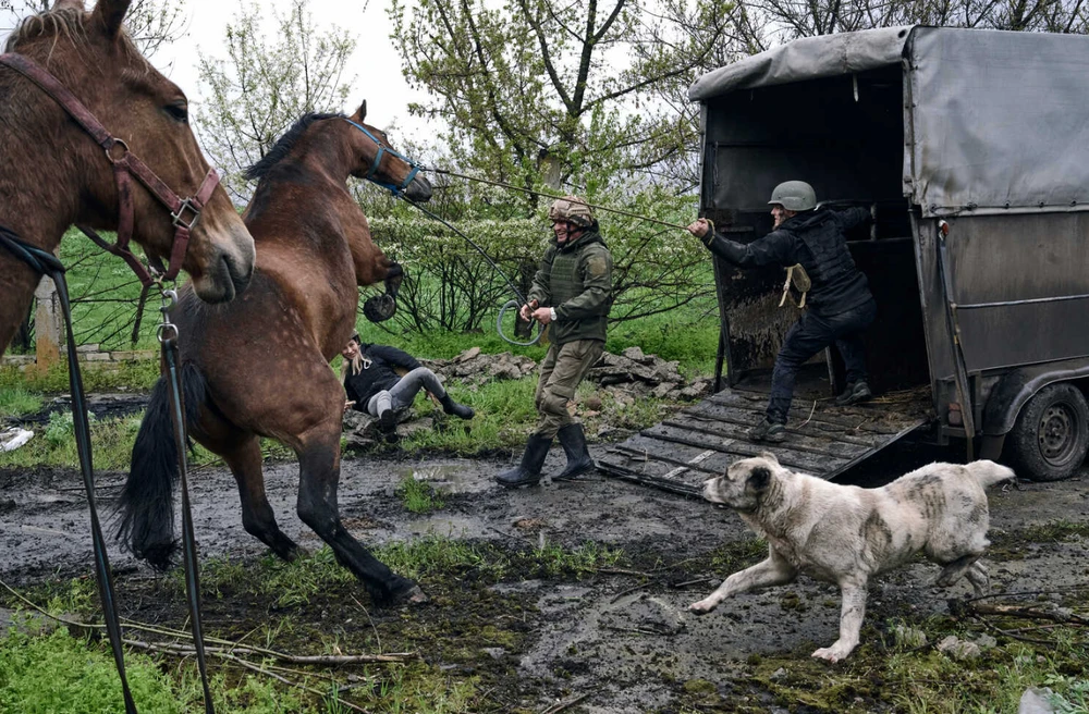 Lính Ukraine "sơ tán" bầy ngựa của một trang trại bỏ hoang ở TP Avdiivka, tỉnh Donetsk. Ảnh: AP
