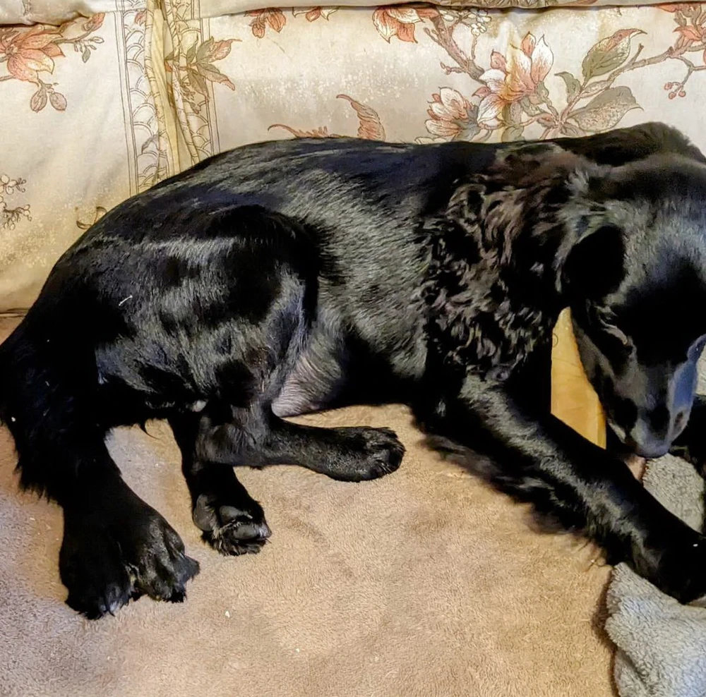 Cuộc sống mới của chú chó 6 chân bị bỏ rơi ở bãi giữ xe