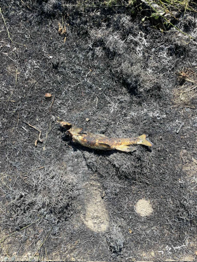 Làng có 1.500 dân bị mất điện vì...một con cá