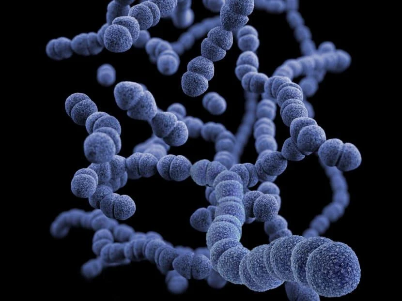 Ảnh minh họa cấu trúc vi khuẩn Streptococcus pneumoniae. Ảnh: UNLEASH