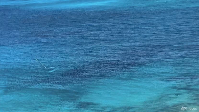 cá mập tấn công.jpeg