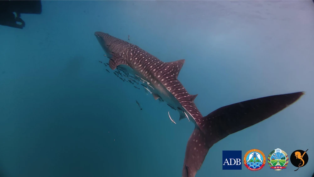 Cận cảnh 'khủng long sống' khổng lồ bất ngờ trồi lên tại Campuchia .jpg