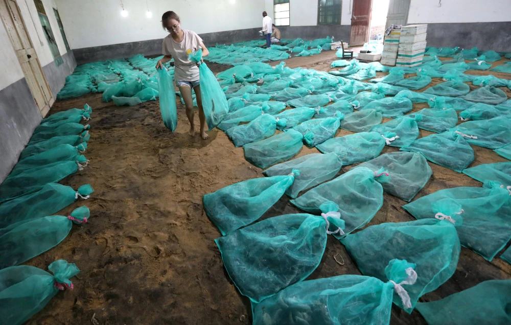 Các loài bò sát bị buộc trong túi và đặt trên nền đất phủ cát tại một trang trại rắn khác ở Trung Quốc. Ảnh: Simon Song