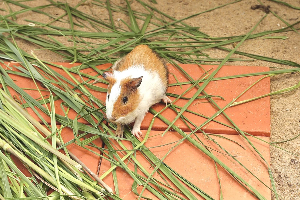 Vườn thú thân thiện 4.jpg