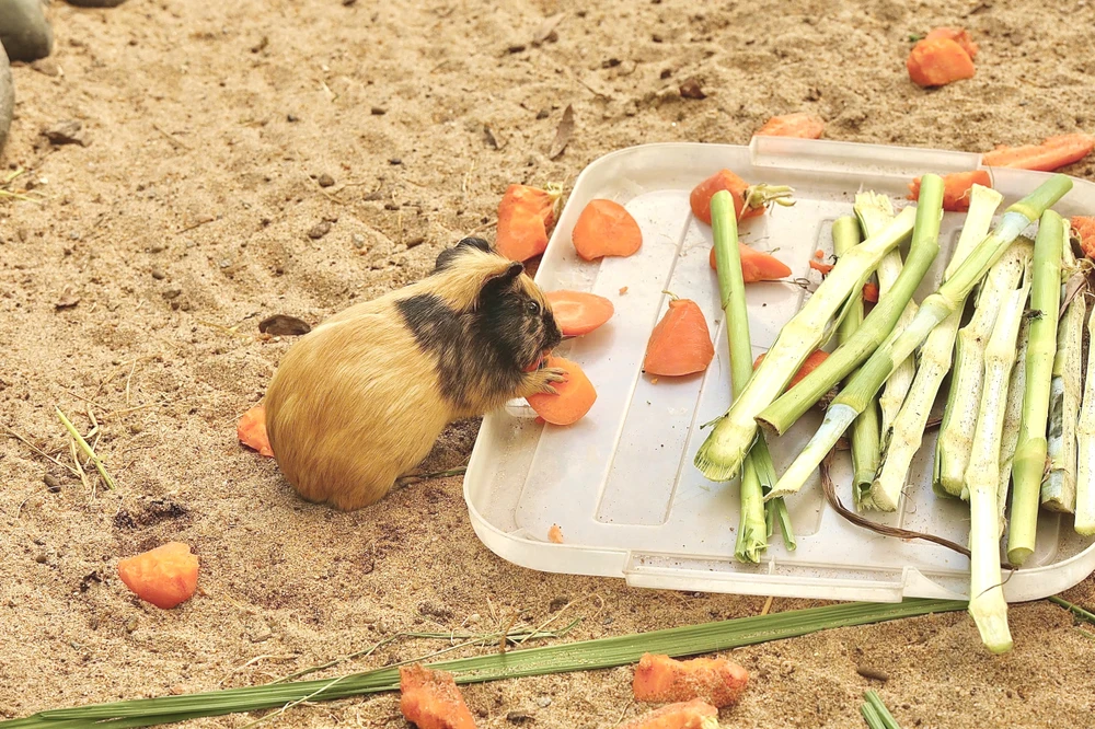 Vườn thú thân thiện 5.jpg