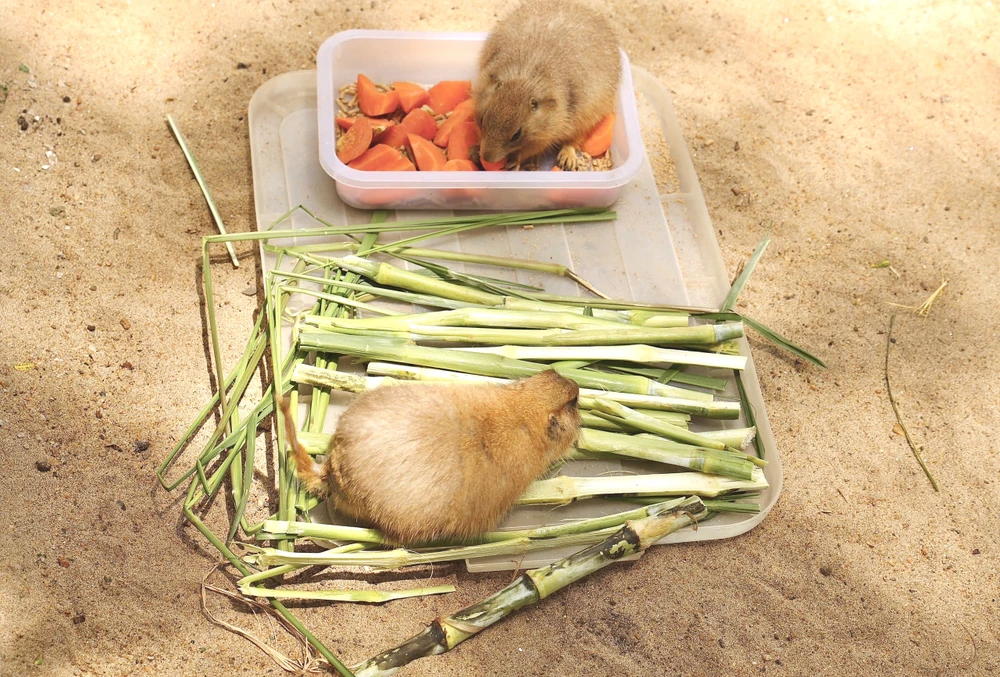 Vườn thú thân thiện 7.jpg