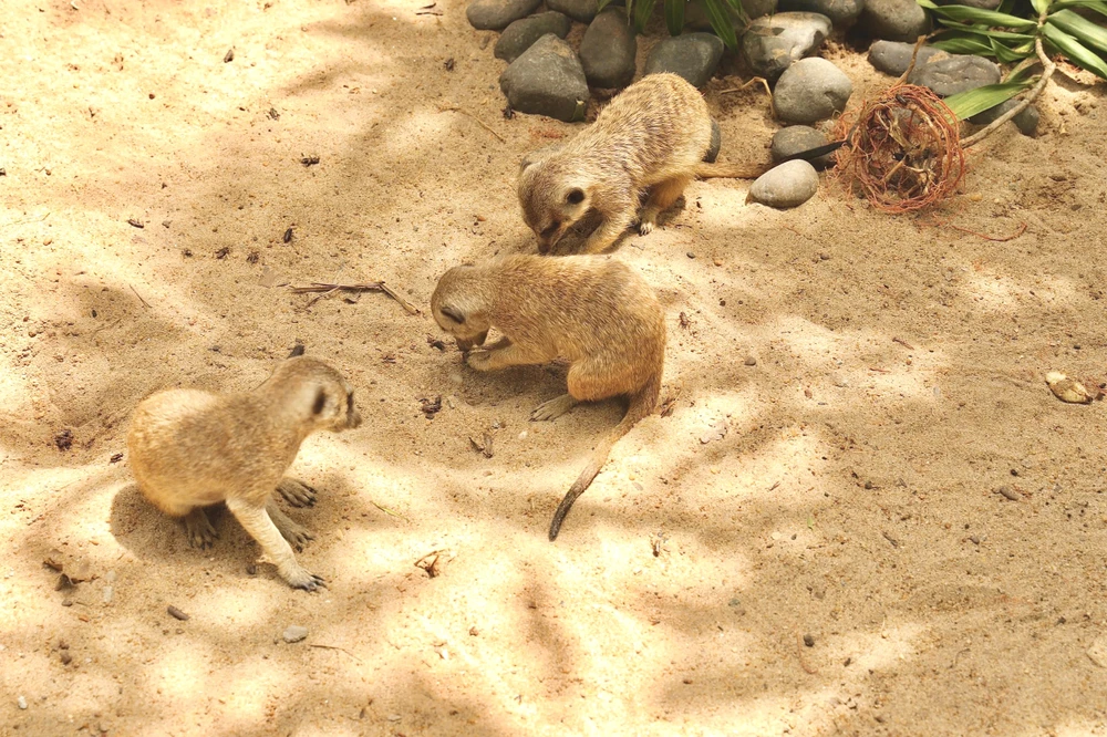 Vườn thú thân thiện 8.jpg